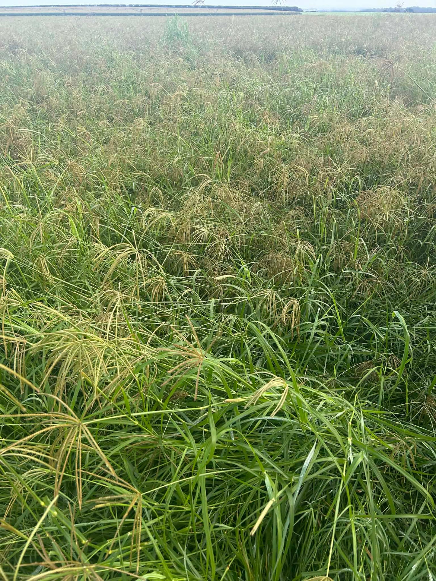 Rhodes Grass Seed