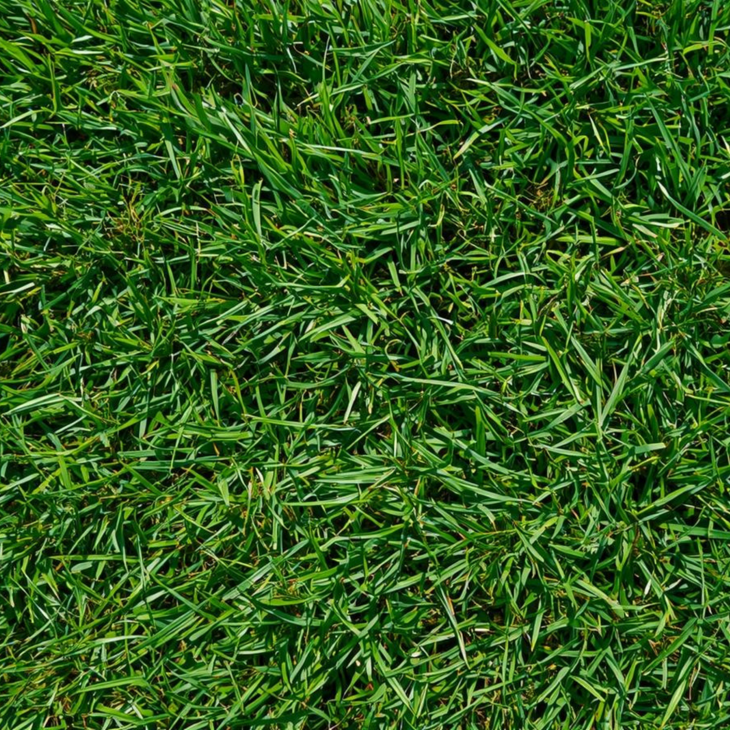 Kikuyu & Ryegrass Lawn Seed