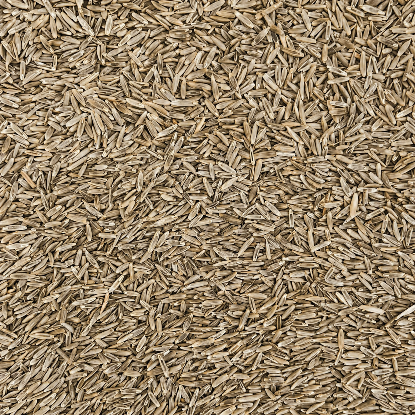 Perennial Pasture Ryegrass Seed