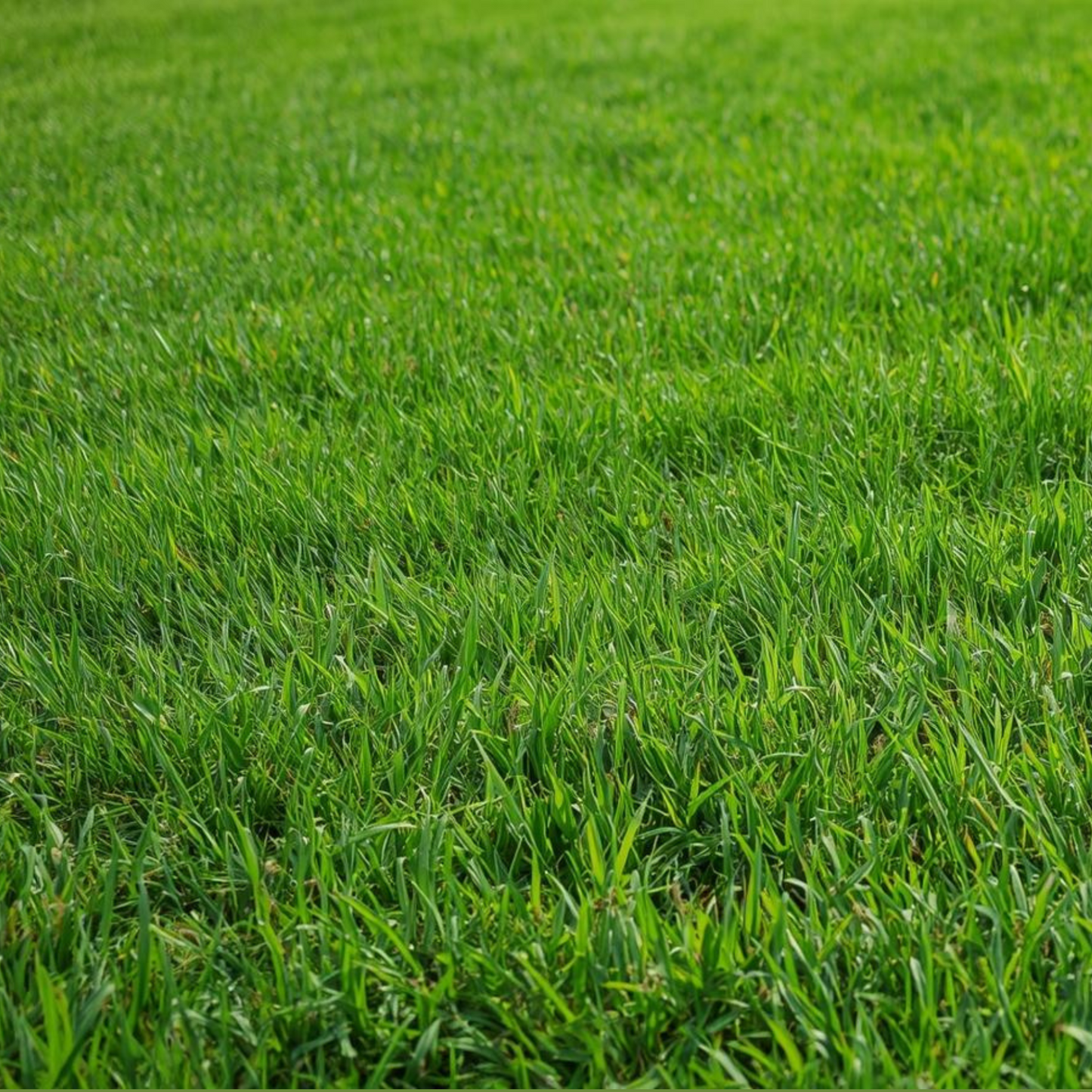 The Shady Sun Lawn Seed