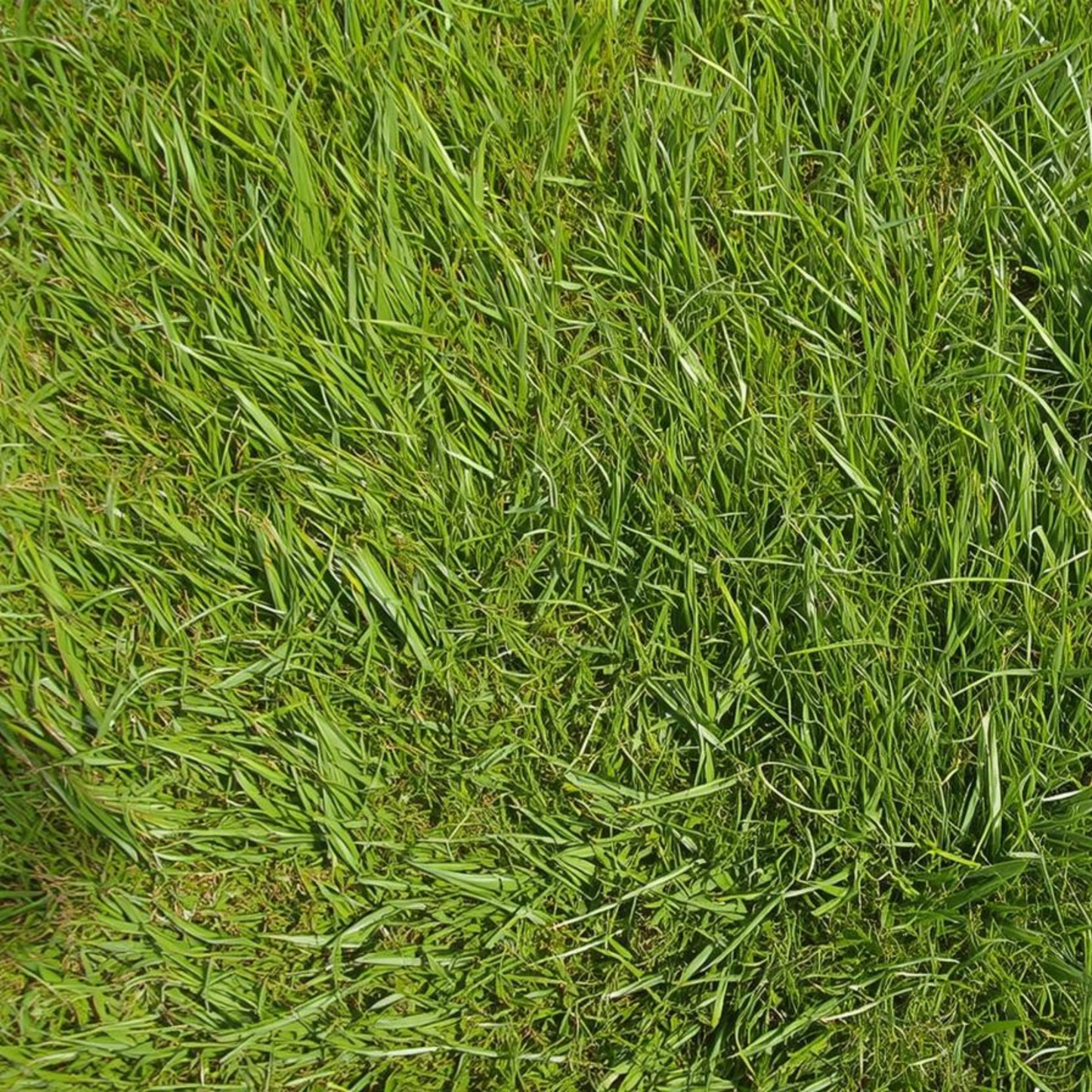 Under Cover Lawn Seed