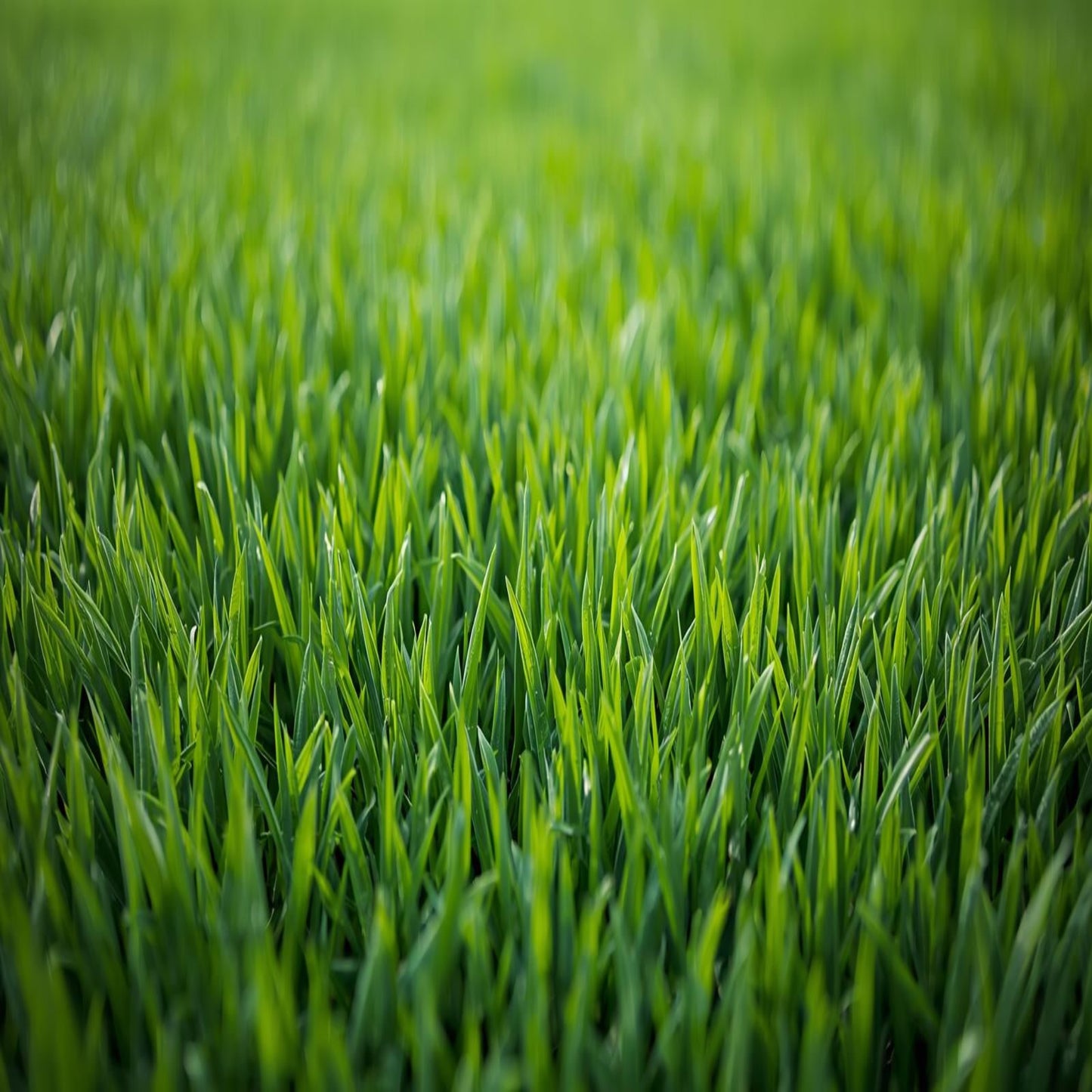 Chewings Fescue Grass Seed