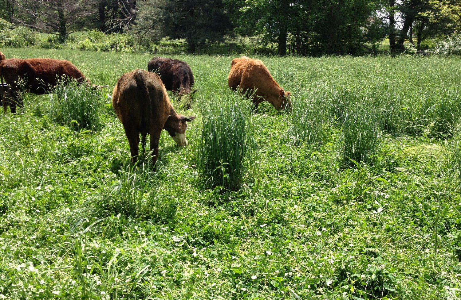 Annual Grazing Seeds