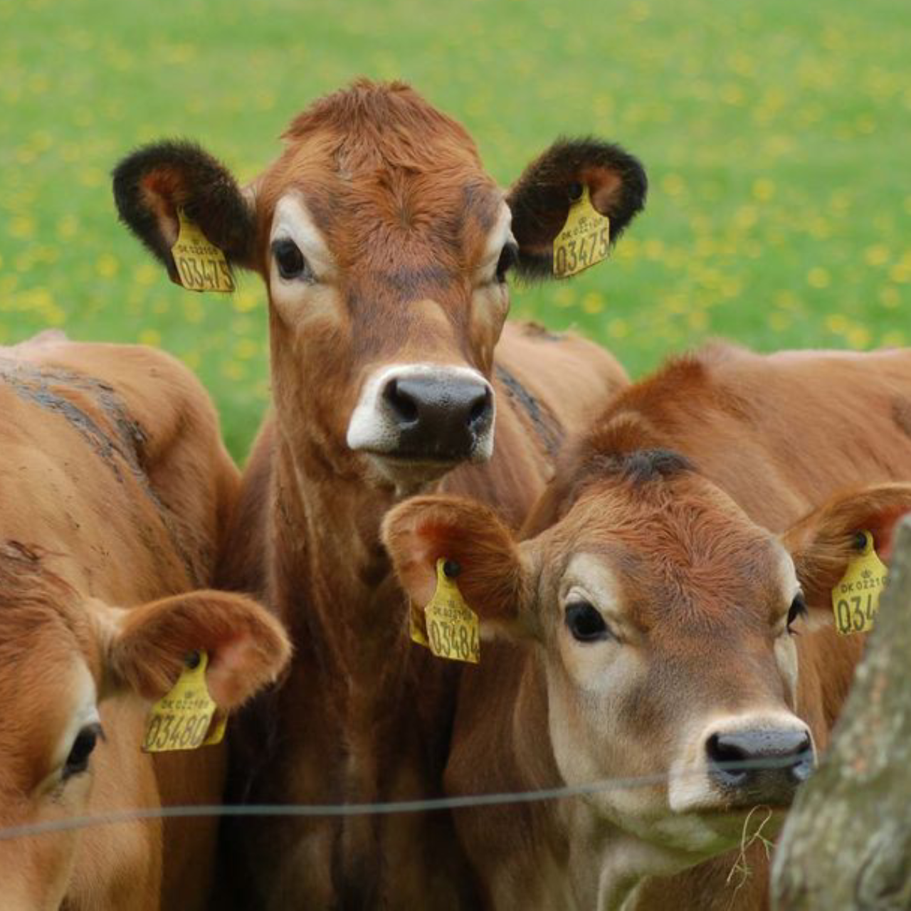 Calf Stock Feed