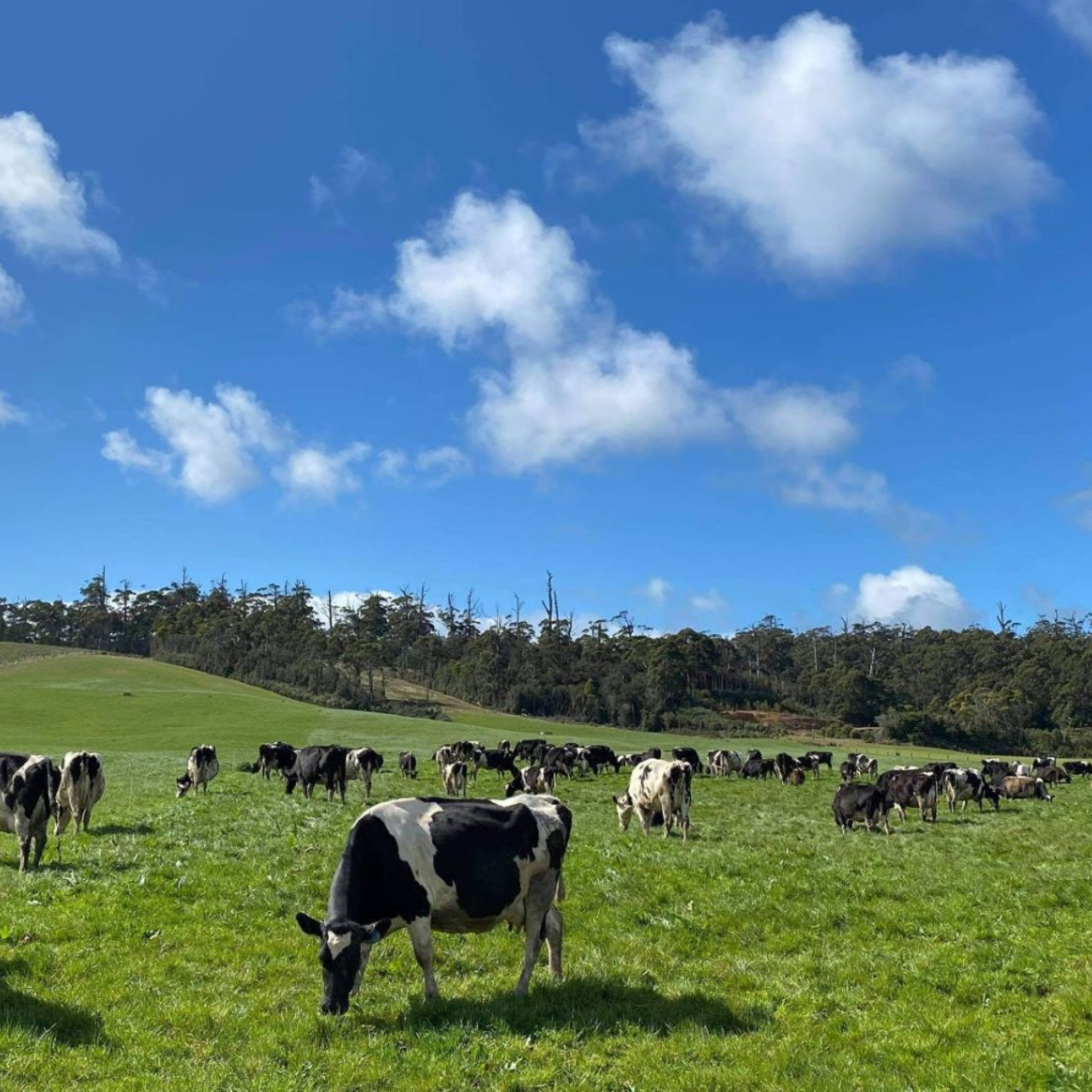 Dairy Stock Feed