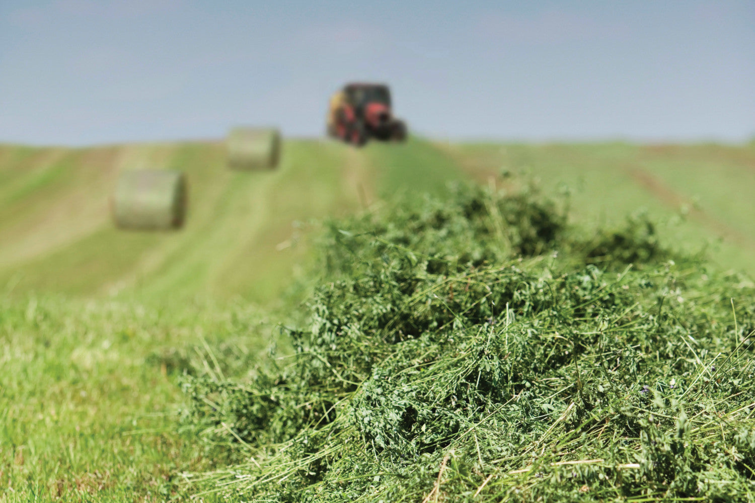 Hay Silage Seeds