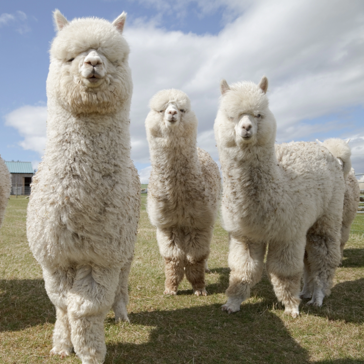 Alpaca Stock Feed