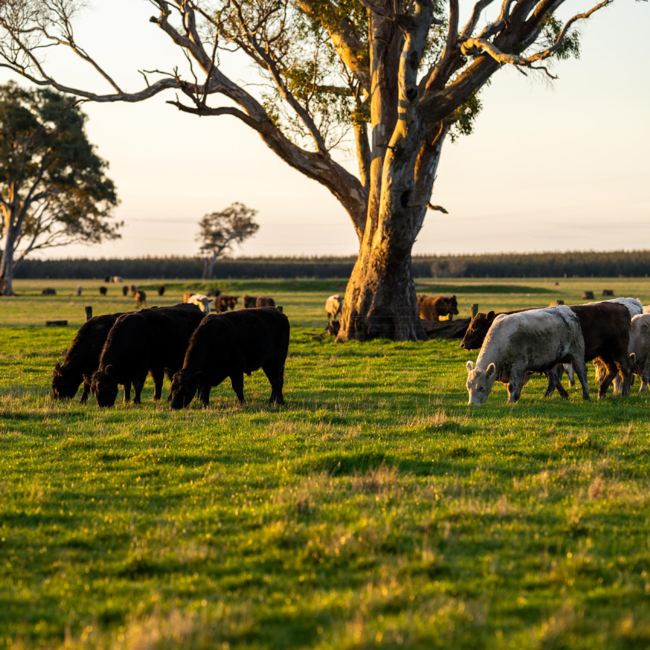 Beef Stock Feed