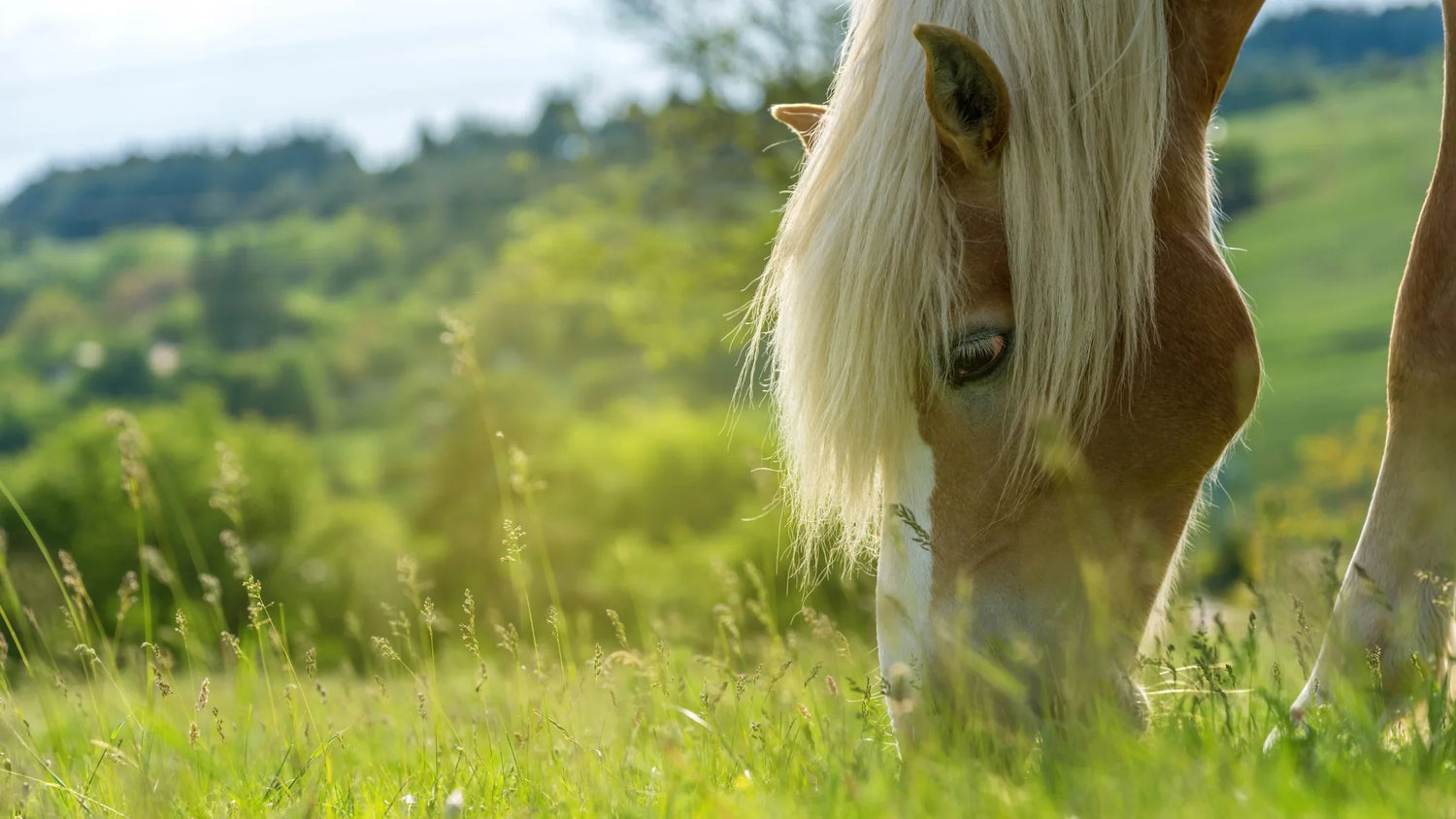 Equine Pasture Seeds