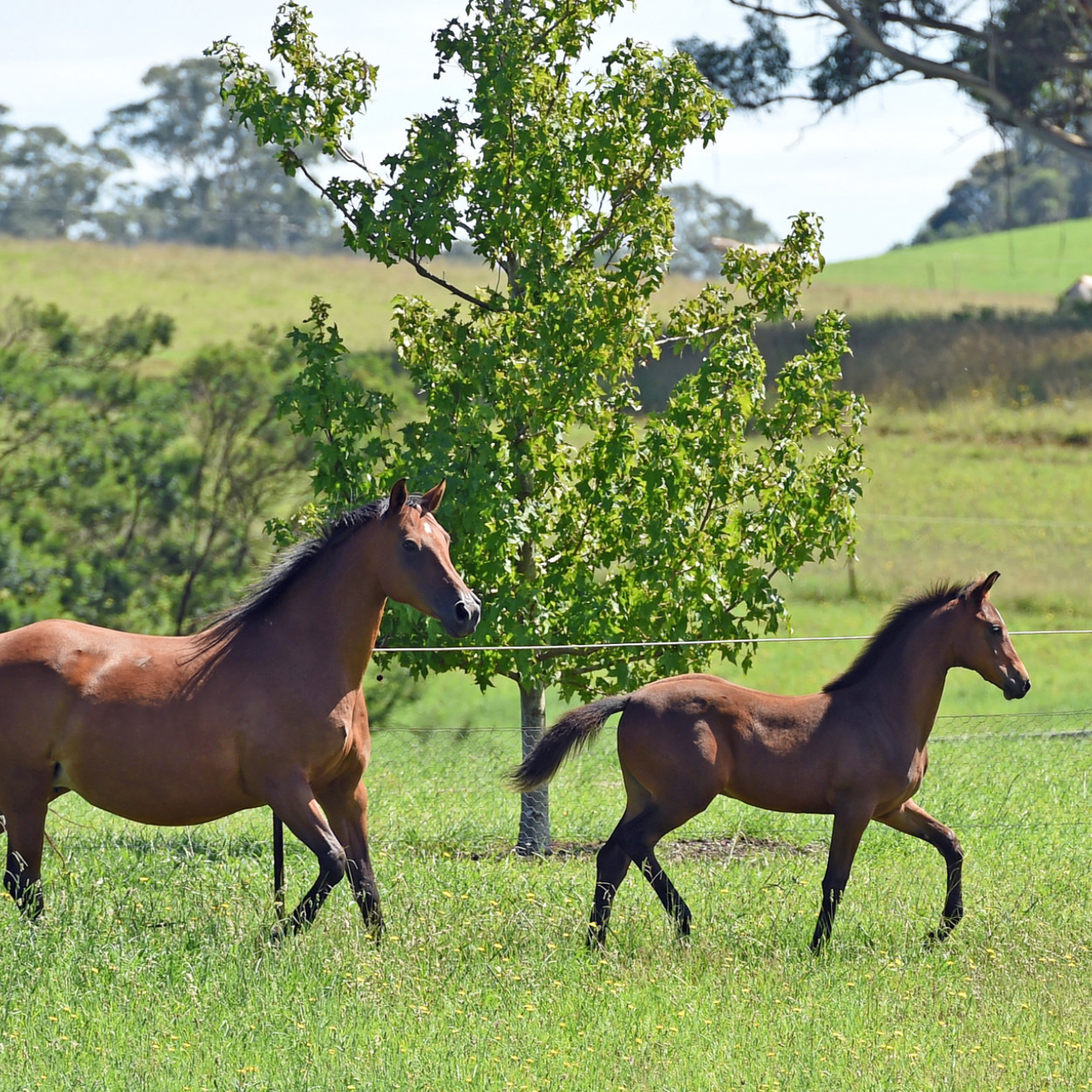 Horse Stock Feed