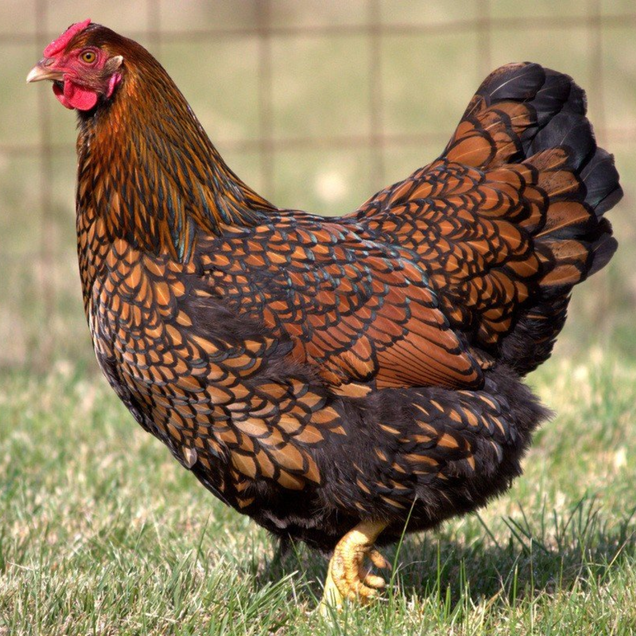 Poultry Feed Mixes | Hills Farm Supplies