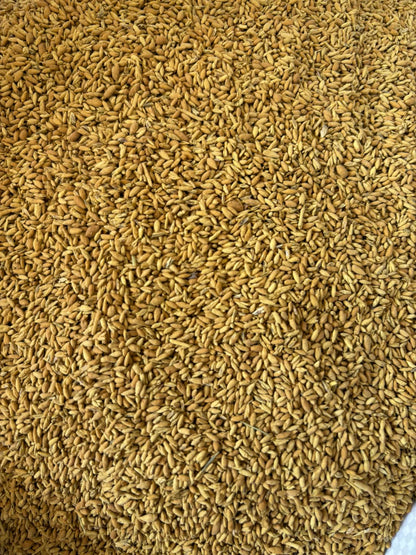 Rhodes Grass Seed