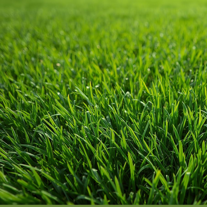 Annual Ryegrass Turf Seed