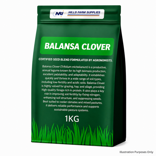 Balansa Clover Seed