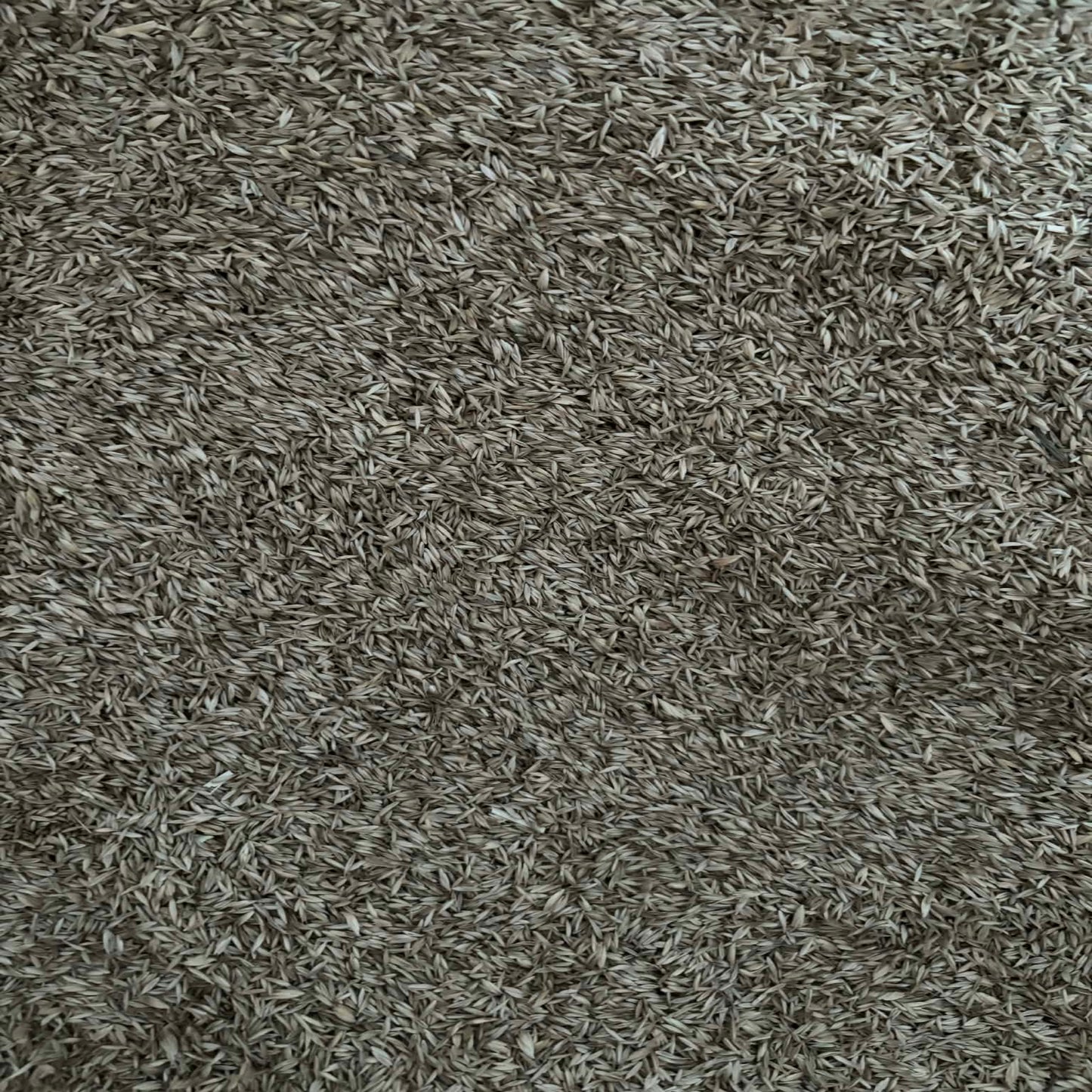 Cocksfoot Seed