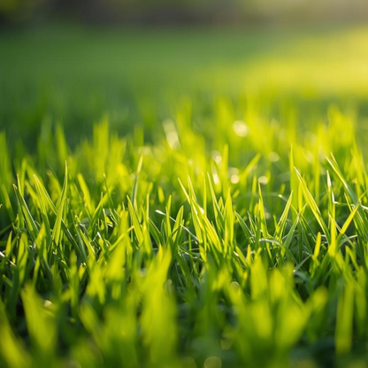 Couch Grass Lawn Seed