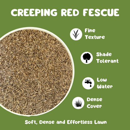 Creeping Red Fescue Seed