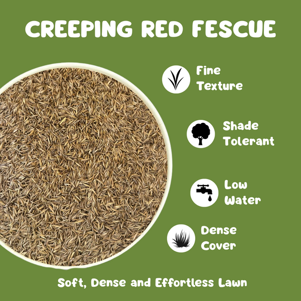 Creeping Red Fescue Lawn Seed for Shade | Hills Farm Supplies