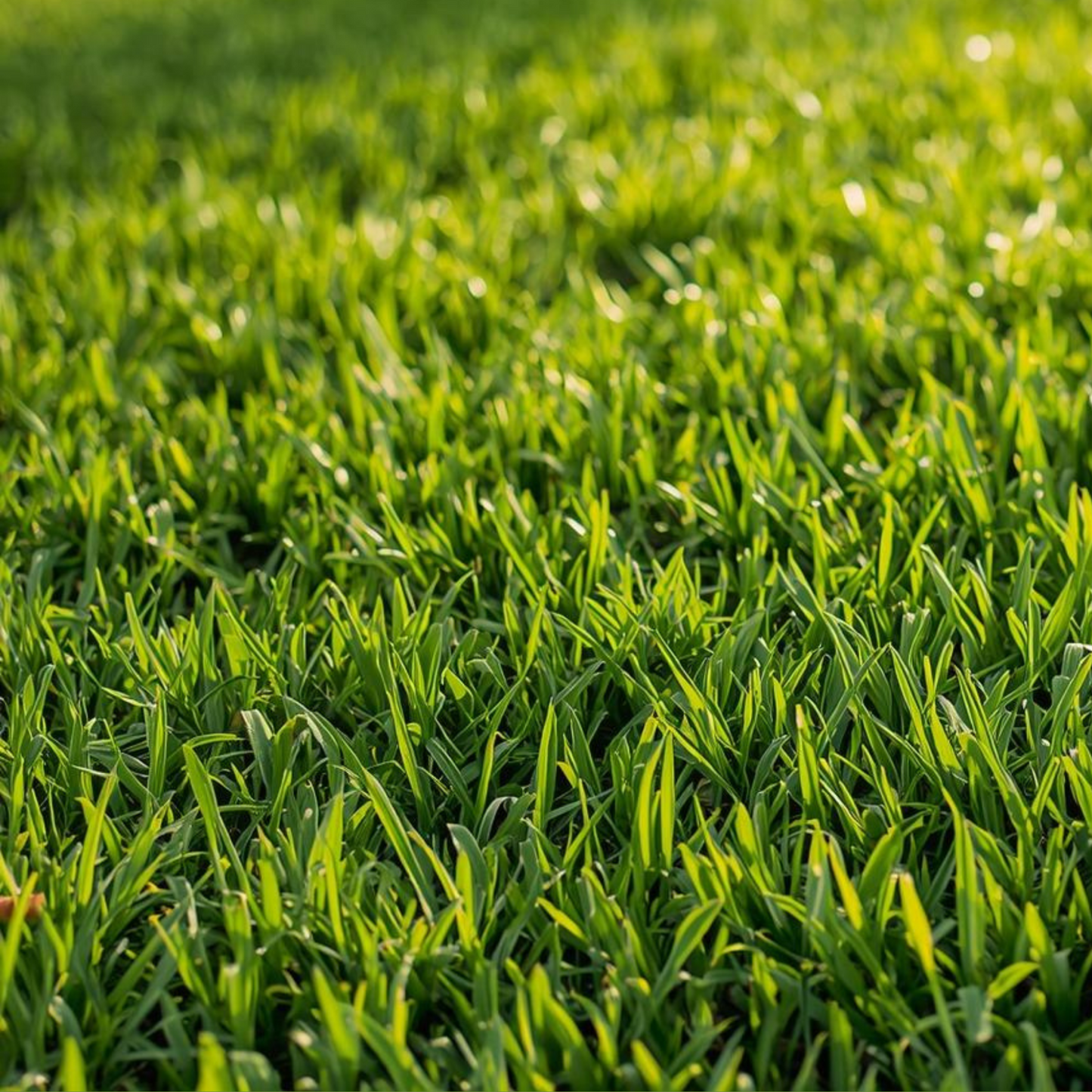 Creeping Red Fescue Seed