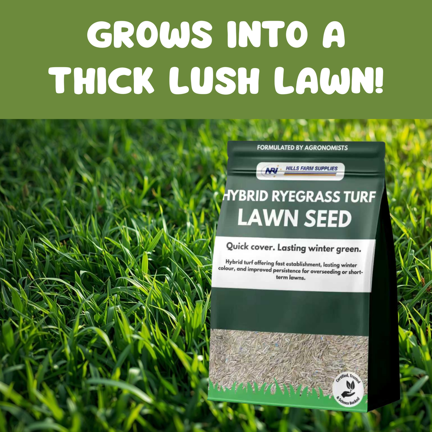 Hybrid Ryegrass Turf Seed