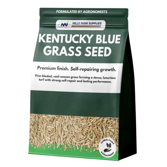 Kentucky Bluegrass Seed