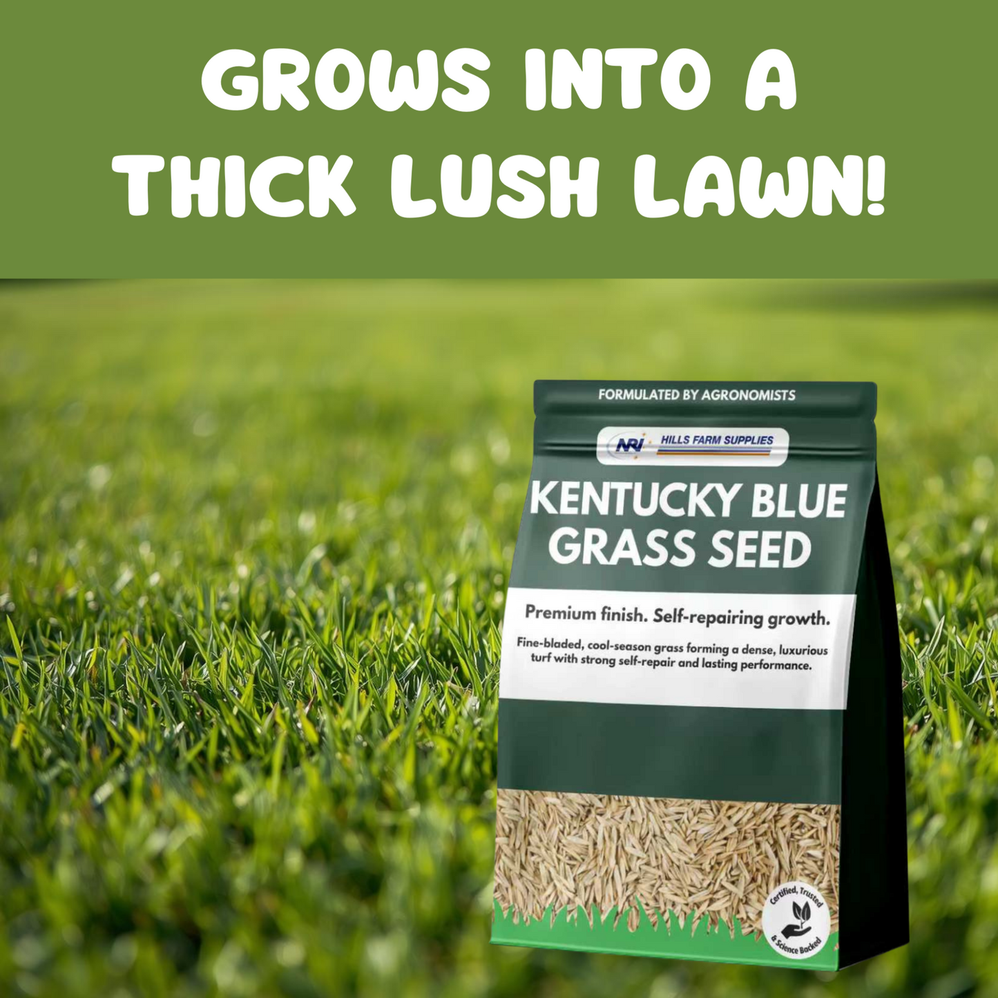 Kentucky Bluegrass Seed