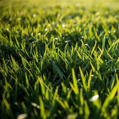 Kentucky Bluegrass Seed