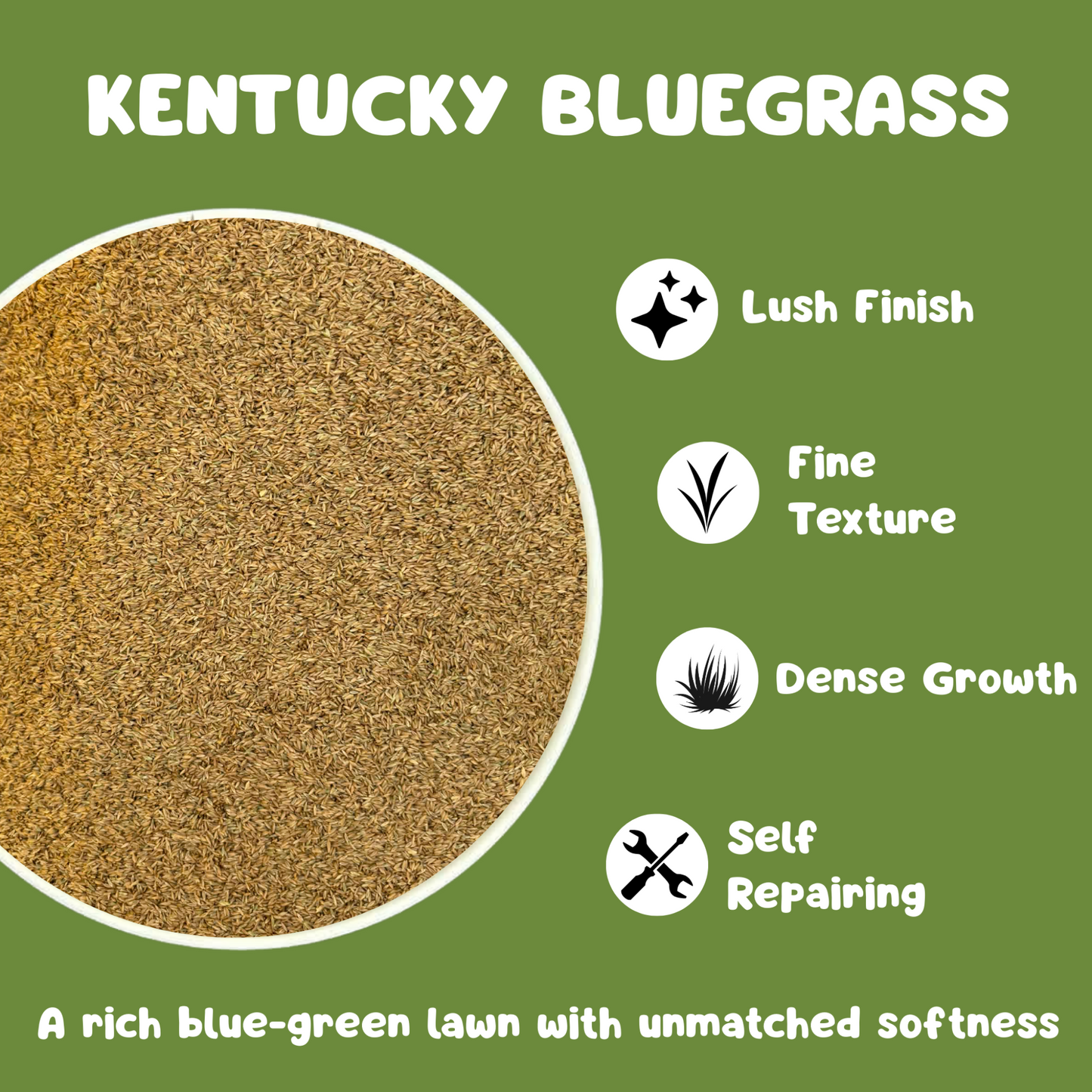 Kentucky Bluegrass Seed