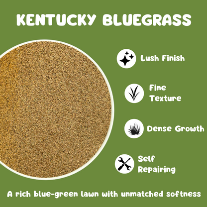 Kentucky Bluegrass Seed