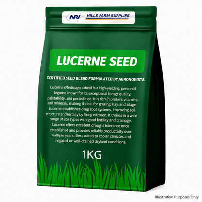 Lucerne Seed