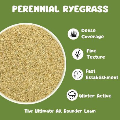 Perennial Ryegrass Turf Seed