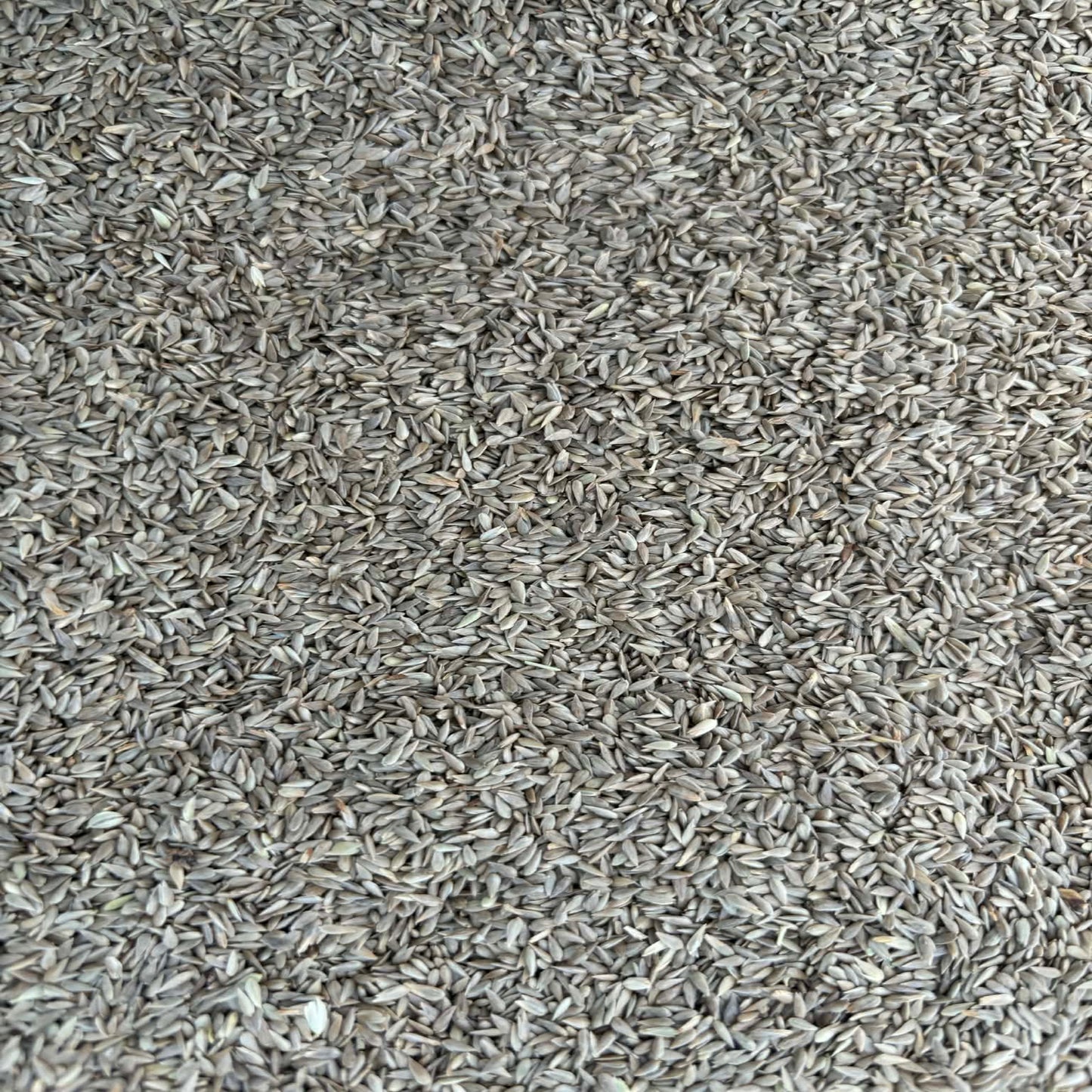 Phalaris Seed