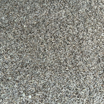 Phalaris Seed