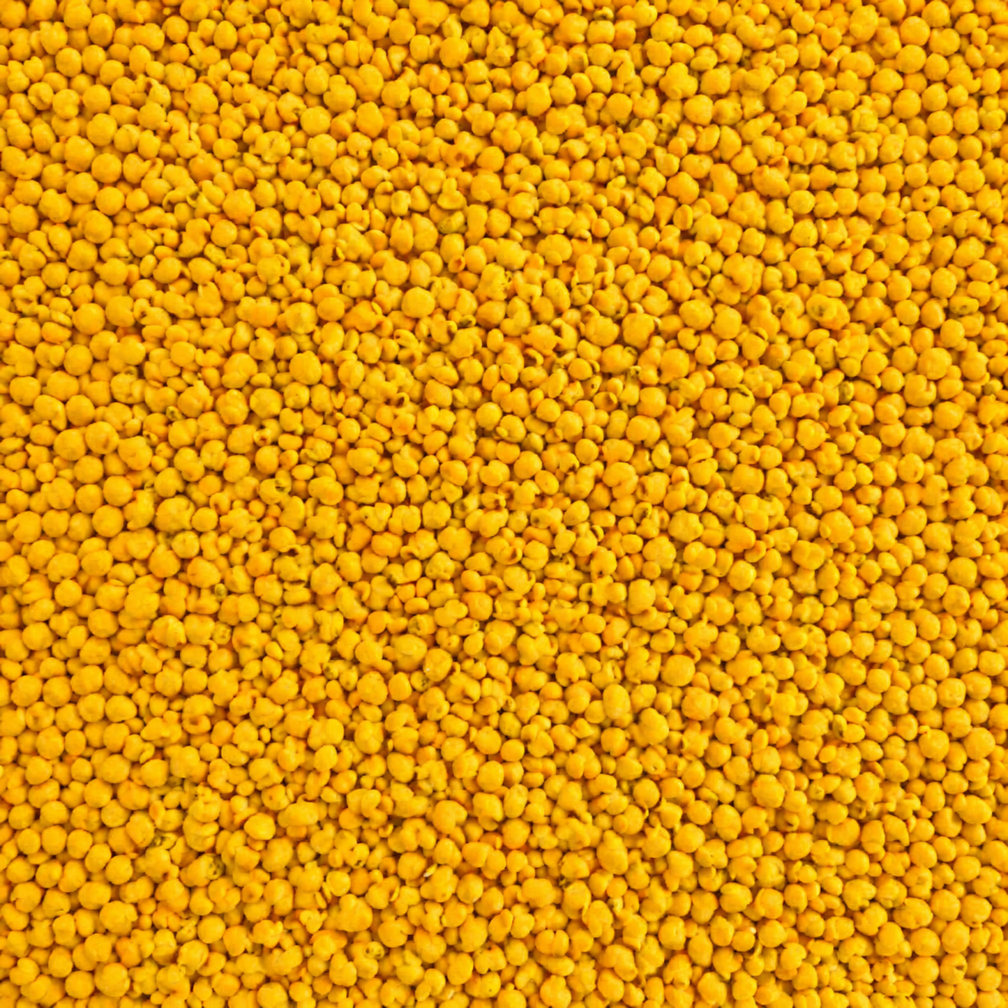 Subterranean Clover Seed