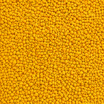 Subterranean Clover Seed