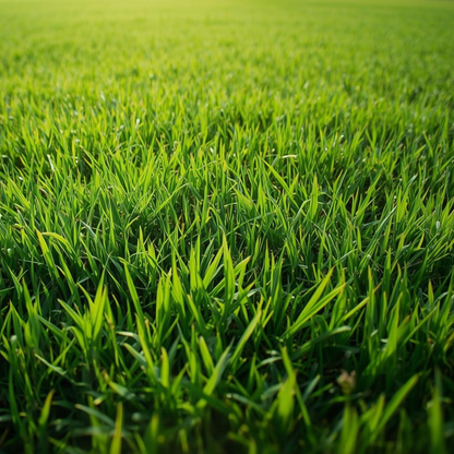 Tall Fescue Turf Seed