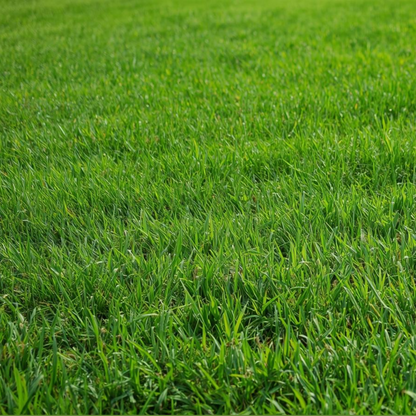 The Shady Sun Lawn Seed