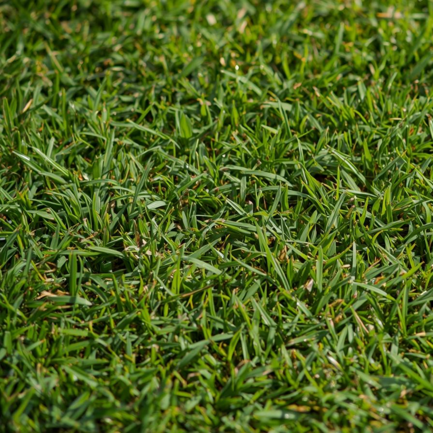 Water Wise Northern Lawn Seed