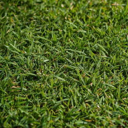 Water Wise Northern Lawn Seed